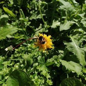 Meet your Posher, Peaceful